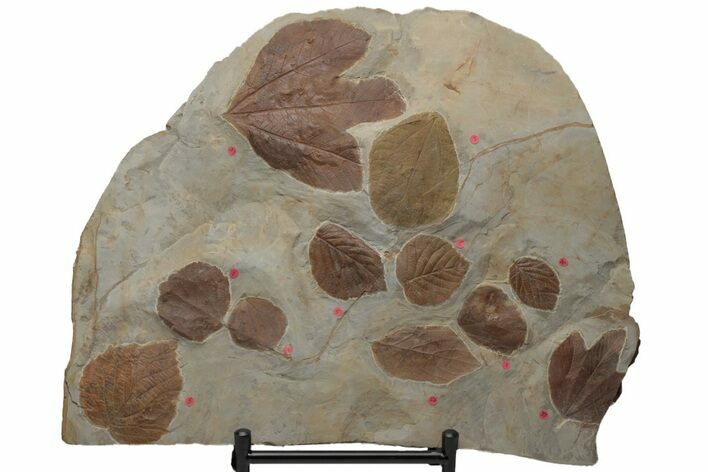 Huge, Plate of Paleocene Leaf Fossils - Glendive, Montana #212441